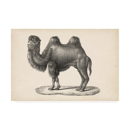Brodtmann 'Brodtmann Camel' Canvas Art,12x19